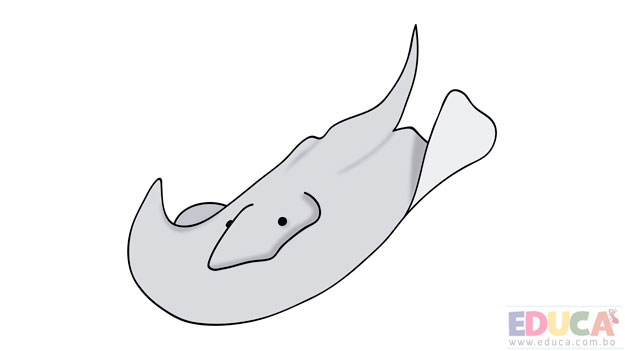 Dibujo de mantarraya coloreada - educa.com.bo