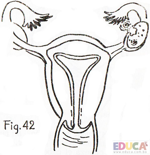 Manual guía de enfermería - Aparato de reproducción femenino, ovulación, Educa.com.bo