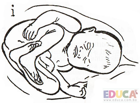 Manual guía de enfermería - Aparato de reproducción femenino, fecundación - noveno mes, Educa.com.bo