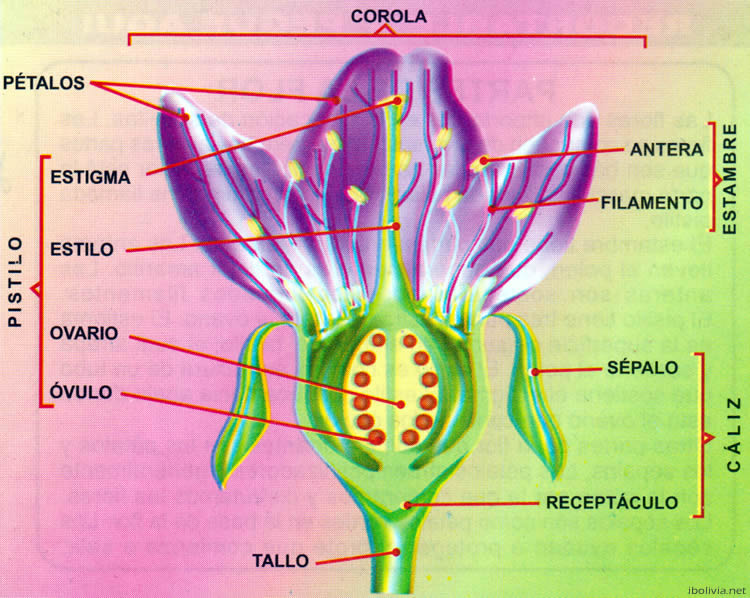 La Flor Historia, Literatura, Educación de Bolivia, Mapas