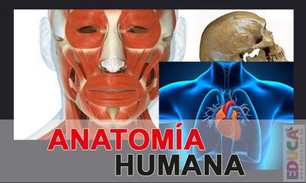 Temas de Anatomía Humana - Pre Universitario