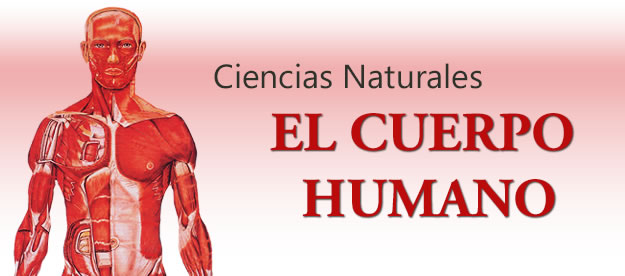 banner Ciencias Naturales - El Cuerpo Humano