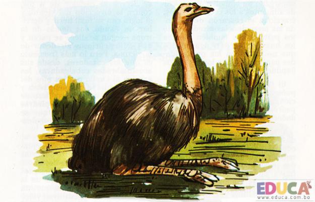 El Ñandú (Rhea americana)