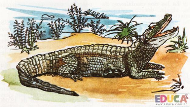 El Yacaré (Alligator niger)