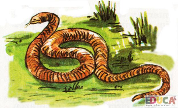 La Serpiente de Cascabel (Crotalus horridus)