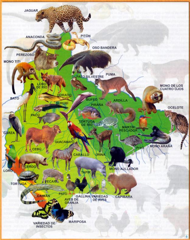 Mapa Fauna del Departamento de Beni - Mapas de Bolivia Mapa Fauna del Departamento de Beni - Mapas de Bolivia