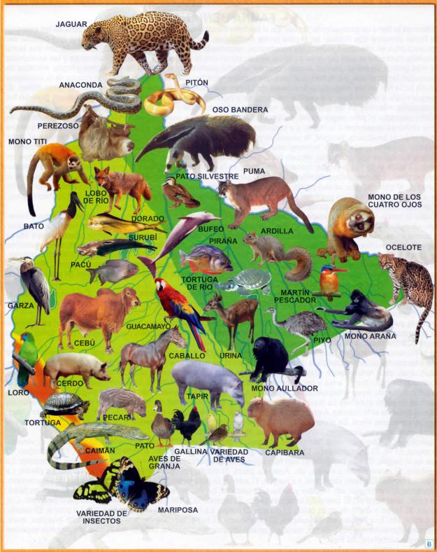 Mapa Fauna del Departamento de Beni - Mapas de Bolivia