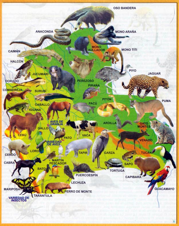Mapa Fauna del Departamento de Santa Cruz - Mapas de Bolivia