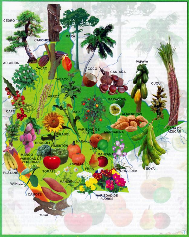 Mapa Flora del Departamento de Beni - Mapas de Bolivia Mapa Flora del Departamento de Beni - Mapas de Bolivia