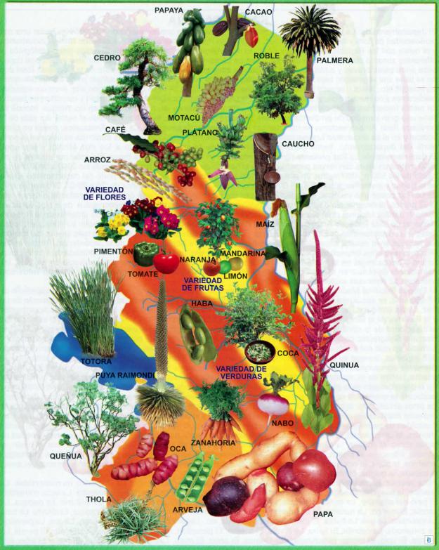 Mapa Flora del Departamento de La Paz - Mapas de Bolivia