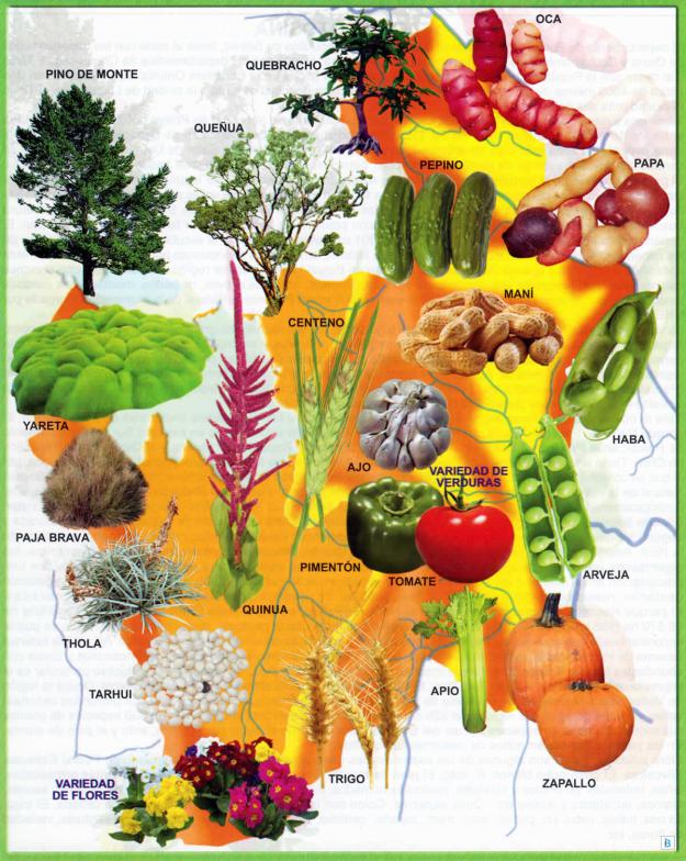 Mapa Flora del Departamento de Potosí - Mapas de Bolivia