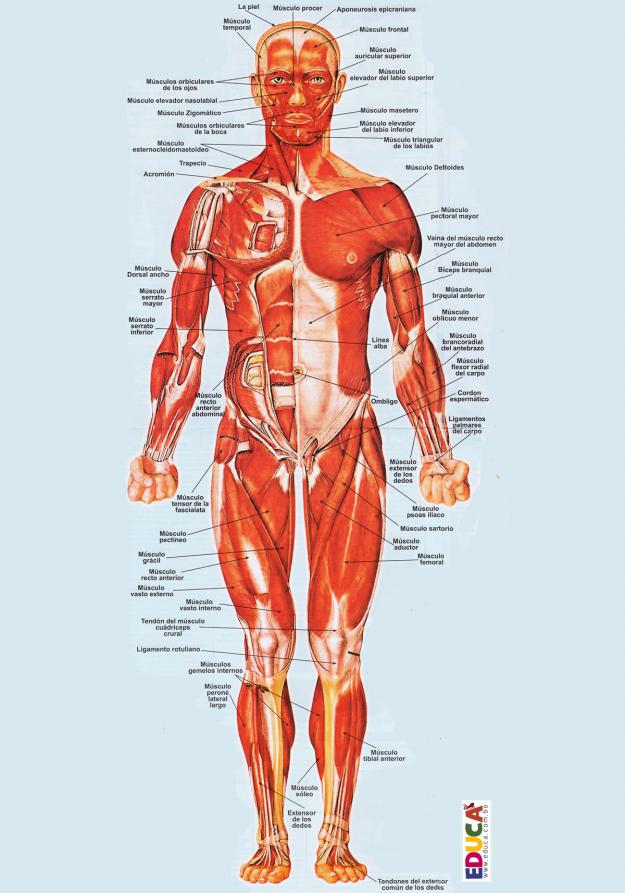 Los músculos del cuerpo humano