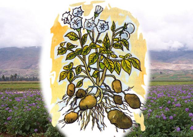 La Papa (Solanum Tuberosum)