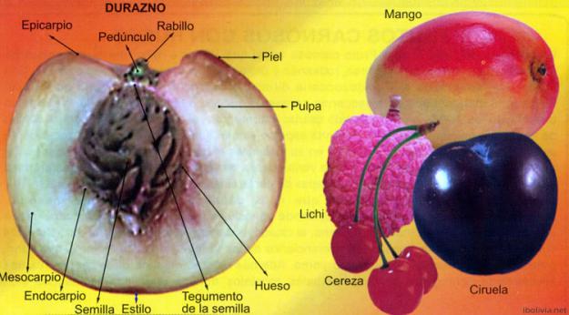 Partes del fruto