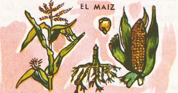 El Maíz (Zea Mays)