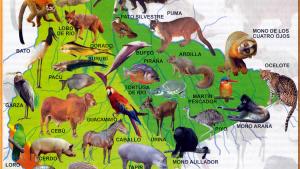 Mapa Fauna del Departamento de Beni - Mapas de Bolivia