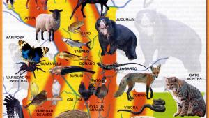 Mapa Fauna del Departamento de Chuquisaca Bolivia - Mapas de Bolivia