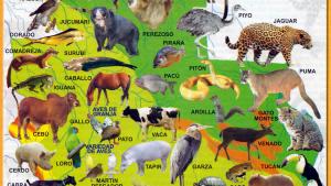 Mapa Fauna del Departamento de Santa Cruz - Mapas de Bolivia
