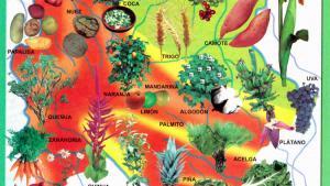 Mapa Flora del Departamento de Cochabamba - Mapas de Bolivia