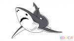 Dibujo de tiburon blanco a color - educa.com.bo