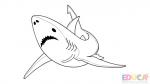 Dibujo de tiburon blanco para colorear - educa.com.bo