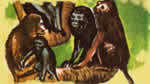 El Mono-Maneche (Alouata caraya)