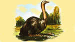 El Ñandú (Rhea americana)