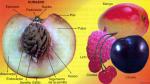 Partes del fruto Partes del fruto