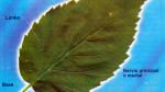 Partes de la hoja Partes de la hoja
